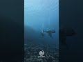 Welcome to the blue paradise — Lakshadweep #scubadiving #divelife #islandlife #fundive