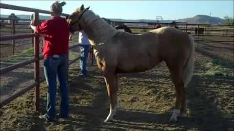 SRSU Lizzys Diamond - Handling