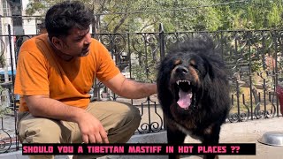 Should you own a Tibetan Mastiff dog in hot places like UP , DELHI , MAHARASHTRA, TAMIL NADU?? by Pankaj Parihar Uttarakhandi 3,519 views 1 month ago 13 minutes, 1 second