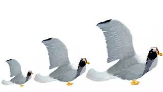 Download Lagu 1 Hour of Seagull Dancing Music MP3 Download Lagu 1 Hour of Seagull Dancing Music MP3