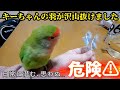 【注意喚起】キーちゃんの羽が沢山抜けてしまいました