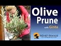 How to make bonsai Olive or European Olive Bonsai Tree with Ginta bonsai trees #95