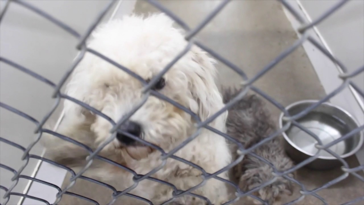 Temple's Shelter Dogs of Christmas Take a Pup Home for 65 or Less