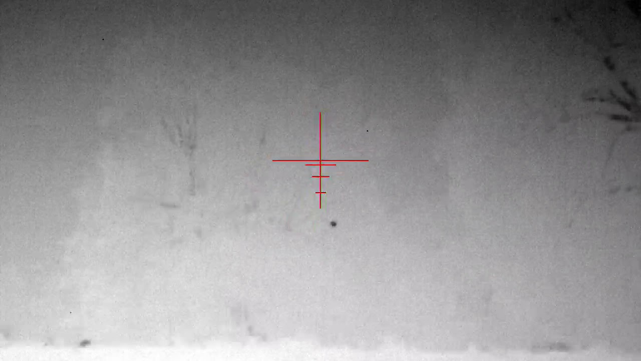 Positive identification Raccoon at 433 yards. ATN Thor 4 640x480 4-40 thermal scope