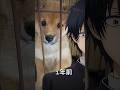 圧のかけ方が変わってしまった豆柴 #柴犬