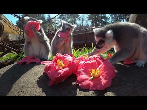 花を食べるワオキツネザル  