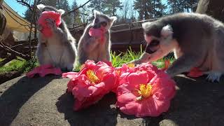 Curious Lemurs Enjoy Spring Flowers