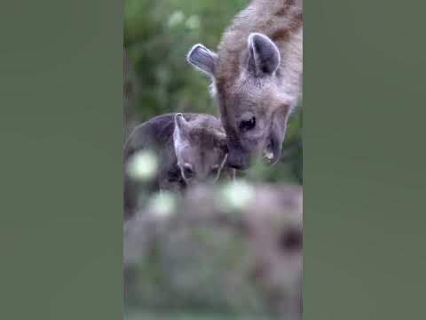 Did you know hyenas were THIS cute?? - YouTube