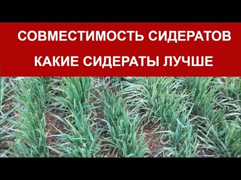 СОВМЕСТИМОСТЬ СИДЕРАТОВ И ОВОЩЕЙ / Какие СИДЕРАТЫ ЛУЧШЕ / Органическое земледелие на юге