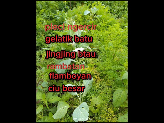 suara pikat burung hutan kombinasi pleci ngercil ciu besar dll class=