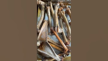 Bagaimana kami menggunakan tulang rusa untuk membuat kaldu dan pupuk organik #growyourownfood #of...