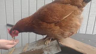 My chicken on the obstacle course