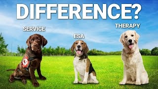 Service Dog Vs Therapy Dog Vs Emotional Support Animal