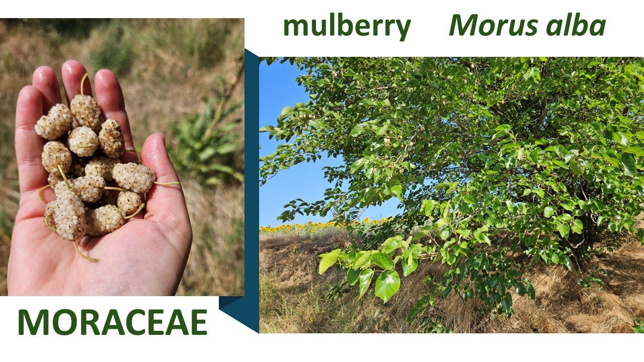 Mulberry Morus alba a beautiful tree now cultivated more as ornamental than  for silk production
