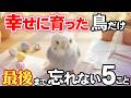 幸せな鳥がずっと忘れない飼い主との5つの記憶【鳥雑学】