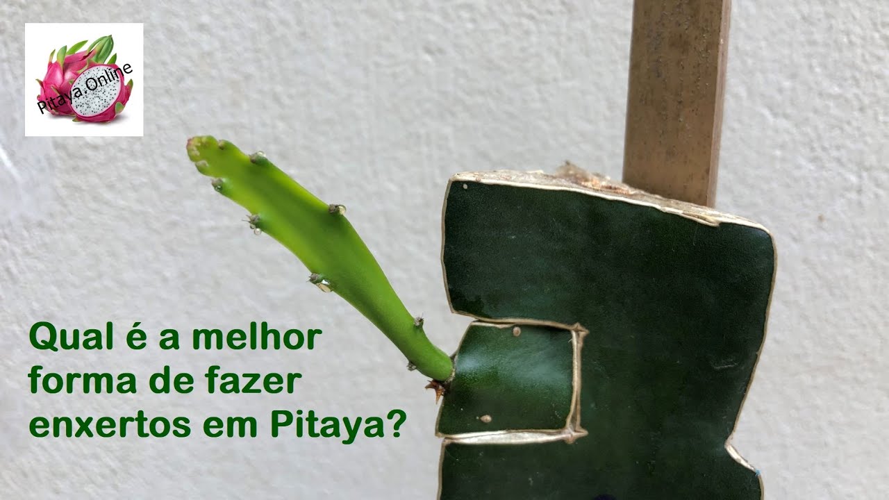 Qual é a melhor forma de fazer enxertos em Pitaya?