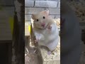 日本一可愛らしいパントマイム #おもしろ #かわいい #ハムスター