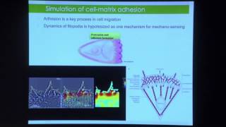 JM. García-Aznar. "Modeling the mechanics of cell locomotion" | WCCM XI - ECCM V - ECFD VI, 2014 screenshot 2