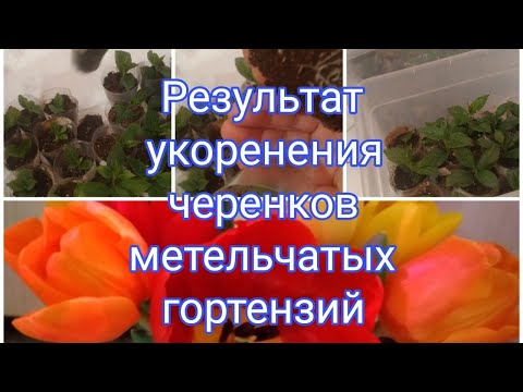 РЕЗУЛЬТАТ УКОРЕНЕНИЯ ЧЕРЕНКОВ МЕТЕЛЬЧАТЫХ ГОРТЕНЗИЙ В МАРТЕ🤗🌱🌷🌷🌷