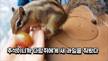 추석이니까 다람쥐에게 새로운 과일을 줘봤다