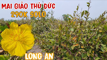 Mai giảo thủ đức xả hàng cực gắt cho anh em đam mê 0329922269