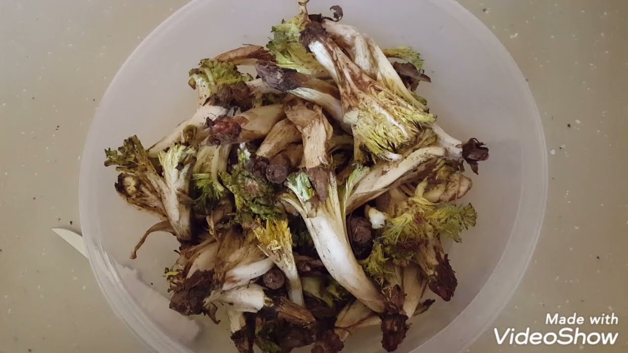 ئامادەکردنی کەنگر