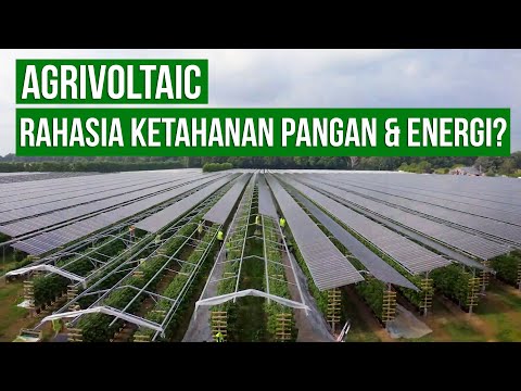 Agrivoltaic, Pertanian Berbasis Energi PLTS Solusi Ketahanan Pangan & Elektrifikasi Indonesia?