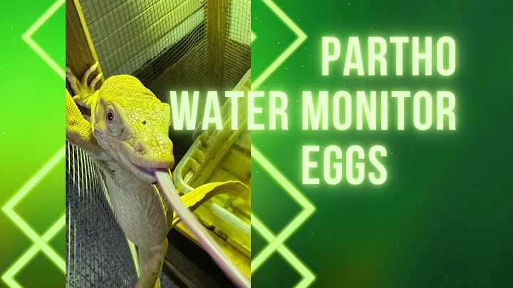 Ghost looks gravid! Partho Eggs!