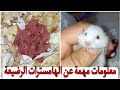 معلومات عن الهامسترات الصغيرة كيفية التعامل معهم للمربين الجدد