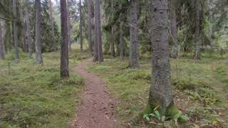 INTO THE WOODS, RELAXATION VIDEO #NATURE #intothewoods #naturelover #relaxing #calmmusic