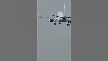 AMAZING! Winglet bird strike #shorts
