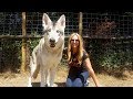 Owning a pet Wolfdog / Wolf Hybrid - YouTube