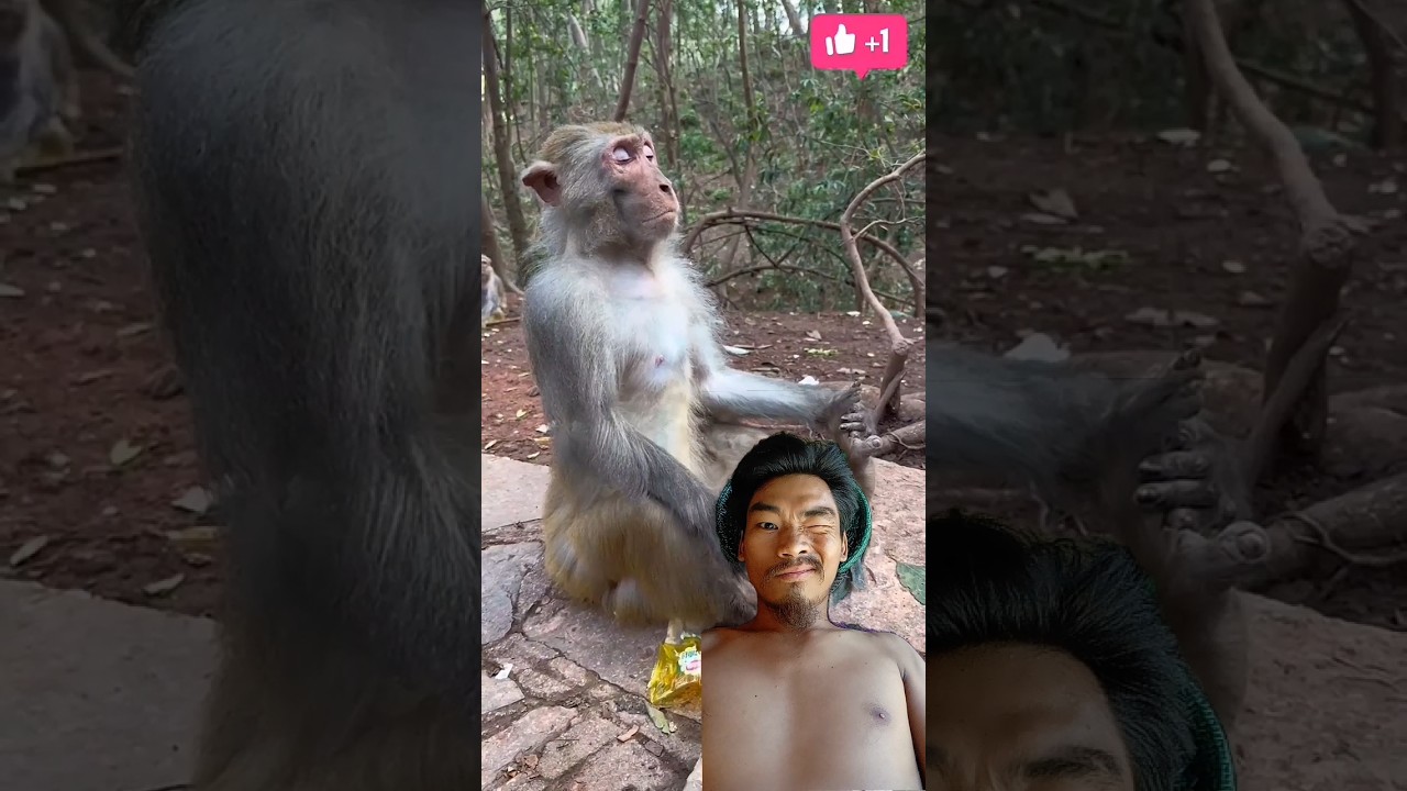 Monkey doing yoga🤣🤣🤣comedy viral video 