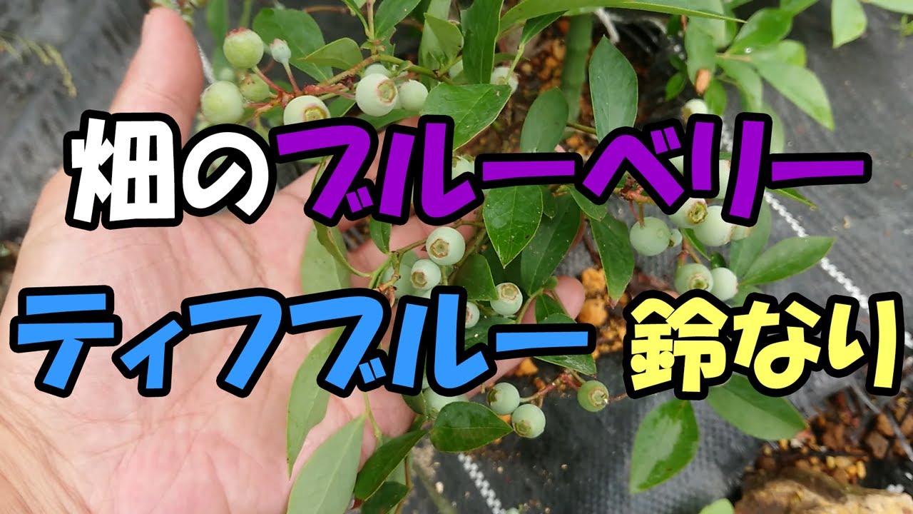 ❇️ブルーベリーの実る丘から Fields memory❇️ Blueberries in the field: Tifblue are hanging in clusters - YouTube