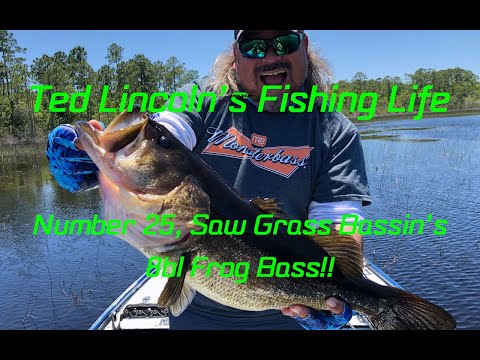 Bite of the Day, Number 25. @SawgrassBassin 8lb Frog Bass!!