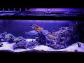 Canon 1dx mark III video - Canon 35mmL EF lens - Feeding saltwater fish