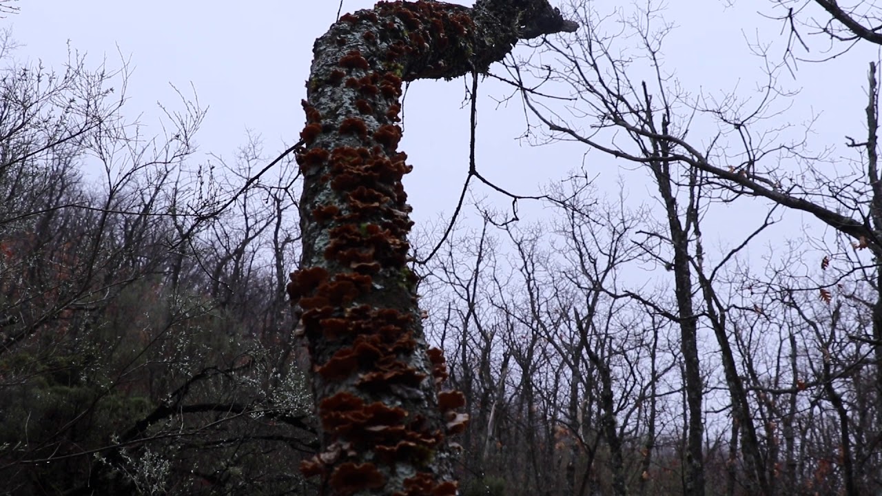 Gratitud - Paradoxus Luporum