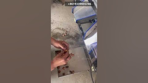 Stabilized Date Kernel Stone Extracting Seed Cores Removing Machine Dates Pitter Pitting Machine