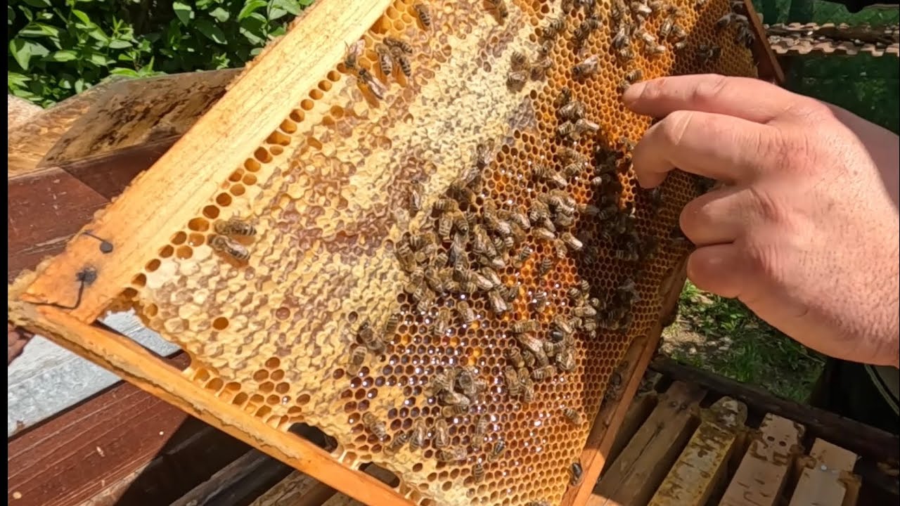 282. Vytáčať alebo nevytáčat repku?