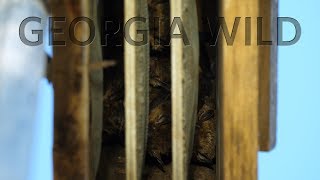 Georgia Wild - Bat Houses