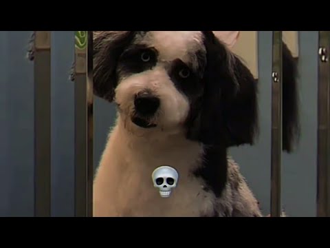 AUTOMOTIVO DECORADA SUPER SLOWED 