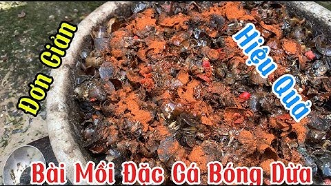 Chia Sẻ Cách Làm Bài Mồi Đặc Cá Bóng Dừa Đơn Giản Hiệu Quả || #HKSB #chiasebaimoidaccabongdua