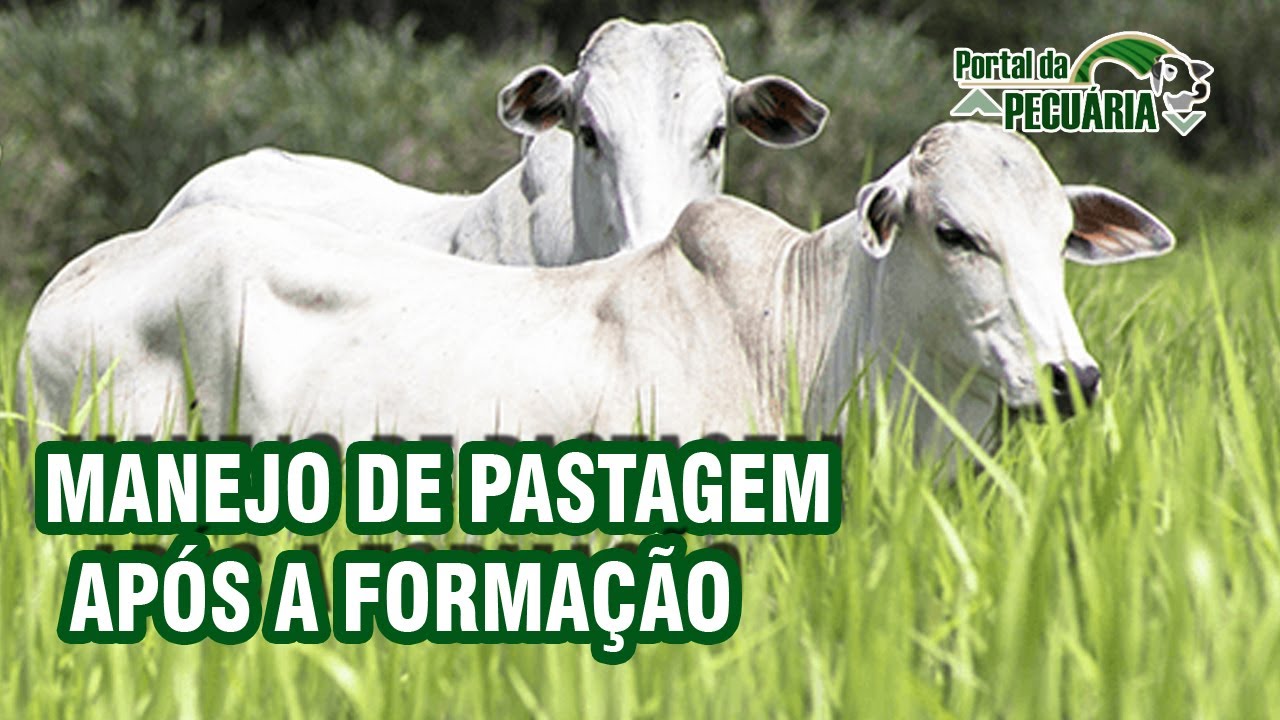 Manejo de pastagem apos a formação