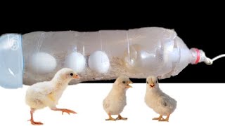 Water Bottle Egg Incubator || How To Make Egg Incubator At Home || Egg Hatching