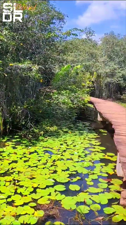 සුන්දර බැද්දගාන උද්යානය .😍🌿 Beddagana wetland park kotte/colombo.Travel with SLDR. #travel #short .