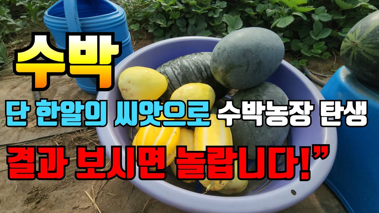 “90일의 기적! 씨앗이 ‘수박 밭’이 되기까지 전 과정 대공개”🍉💥”