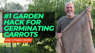 #1 Hack for getting Carrots to germinate quickly