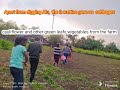 Farm visit with families to dig out ALU🥔🥔🥔🤗#farmer #trending #video #agriculture #chowkham #namsai