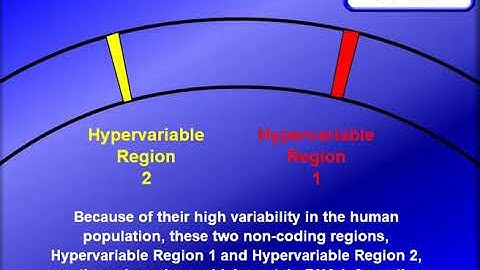 animation on the D Loop
