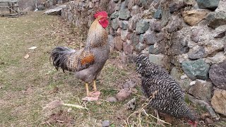 Horozun Tavuğunu Kaçirmak Adamin Selasini Verdi̇ren Horoz Irısı